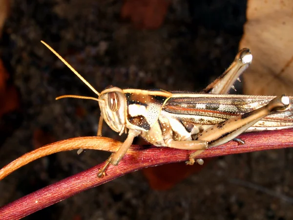 Tropiska gräshoppa — Stockfoto