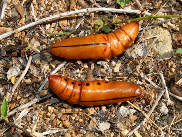 Cocoon of the butterfly Blackleg Tortoiseshell, Vietnam — Stock Photo, Image