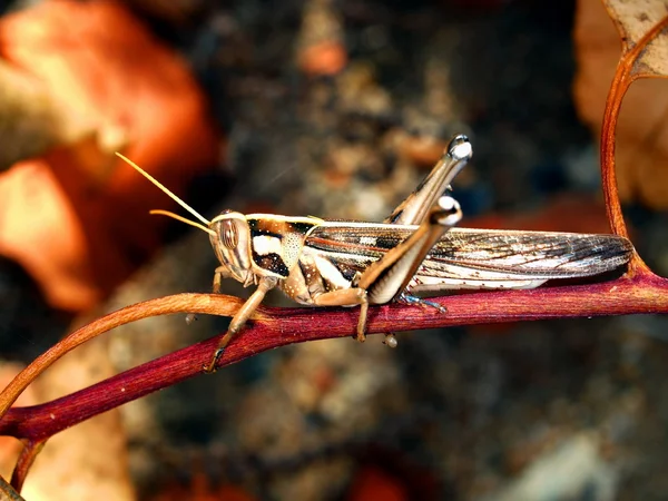 Tropical grasshopper — Stock Photo, Image