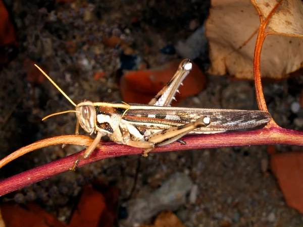 Tropiska gräshoppa — Stockfoto