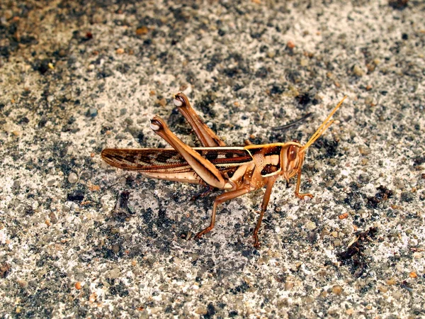Tropiska gräshoppa — Stockfoto