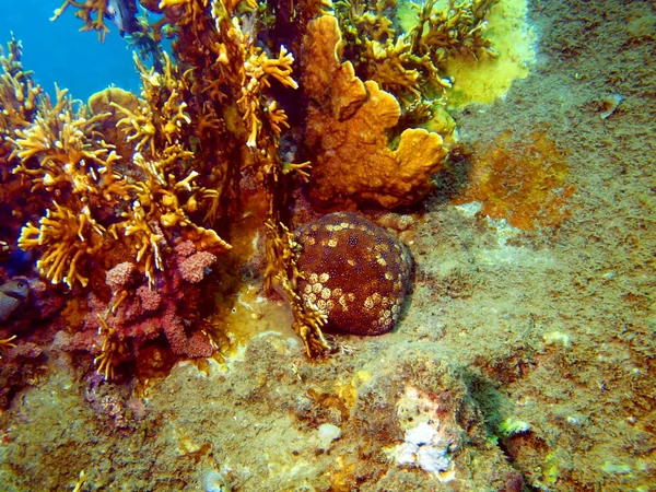 Piedra coral — Foto de Stock