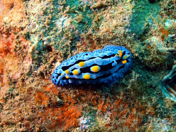 Las babosas del mar del sur de China — Foto de Stock