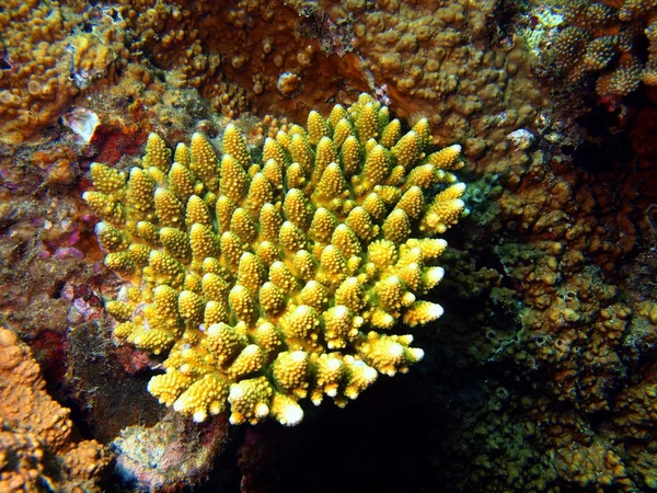 Stenen koraal — Stockfoto