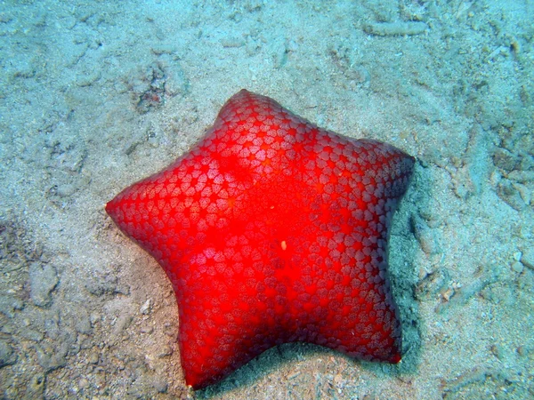 Zeesterren — Stockfoto