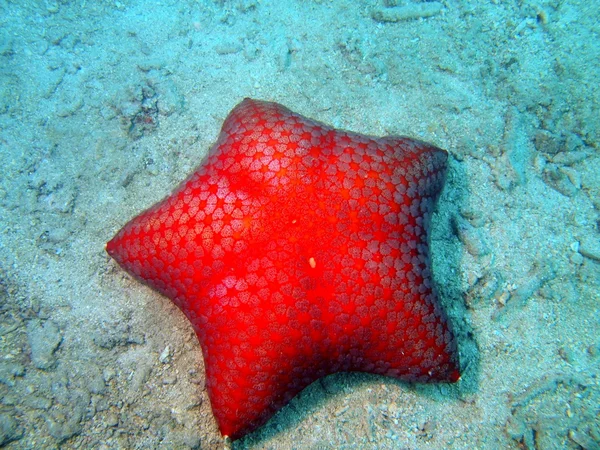 Zeesterren — Stockfoto