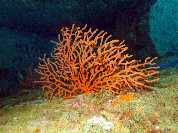 Corallo di gorgone Fotografia Stock