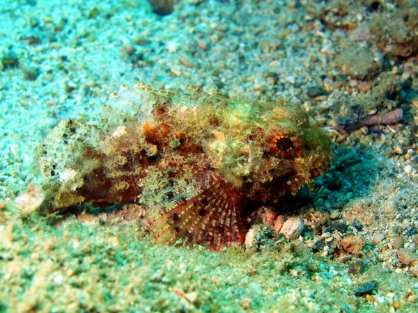 Coral fish — Stock Photo, Image