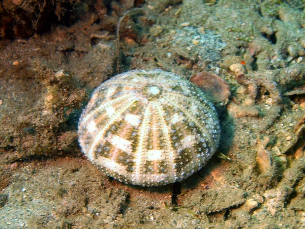 Sea urchin — Stock Photo, Image