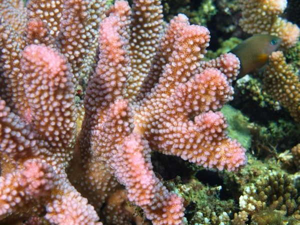 Coral de pedra — Fotografia de Stock