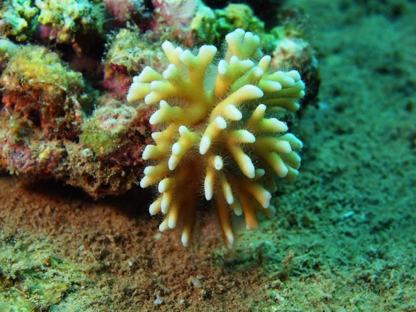 Stone coral — Stock Photo, Image