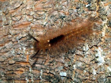 tropikal bir kelebek bir tırtıl