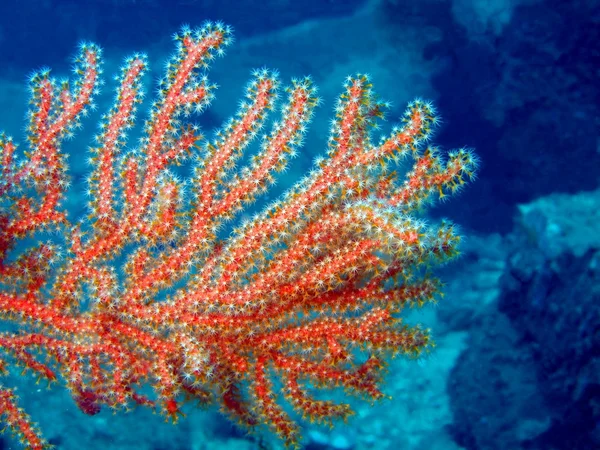 Горгонский коралл — стоковое фото