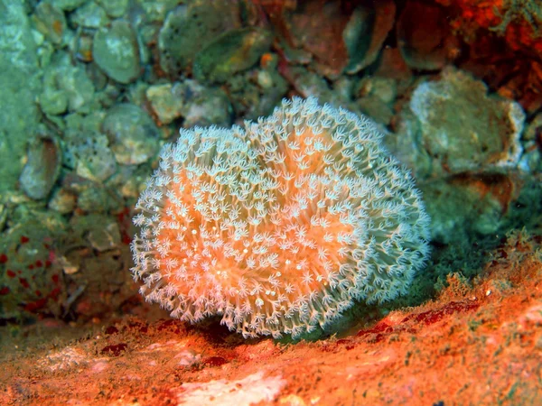 Каменный коралл — стоковое фото