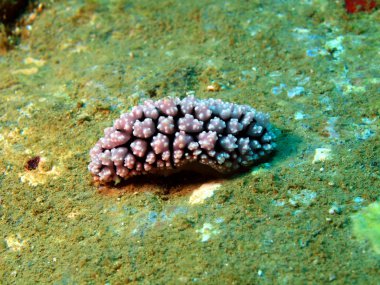 Güney Çin Denizi deniz salyangozları