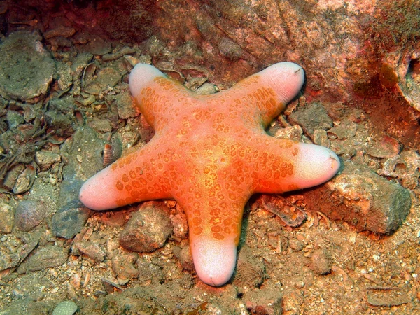 Estrella de mar — Foto de Stock