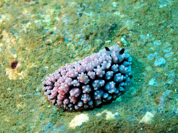 Las babosas del mar del sur de China — Foto de Stock