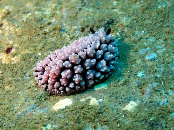 Limaces marines de la mer de Chine méridionale — Photo