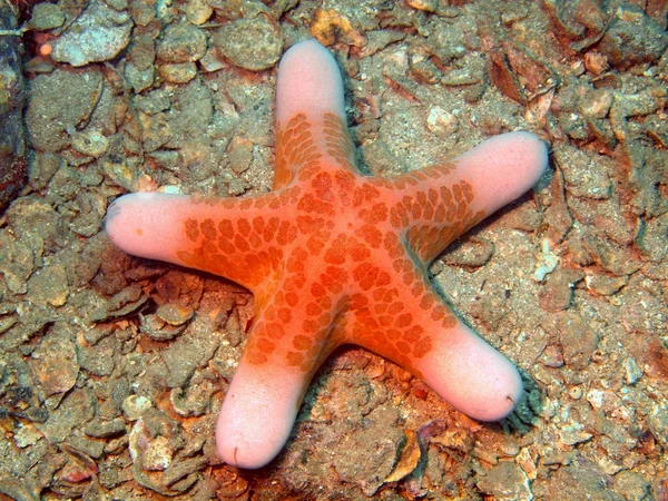 Zeesterren — Stockfoto