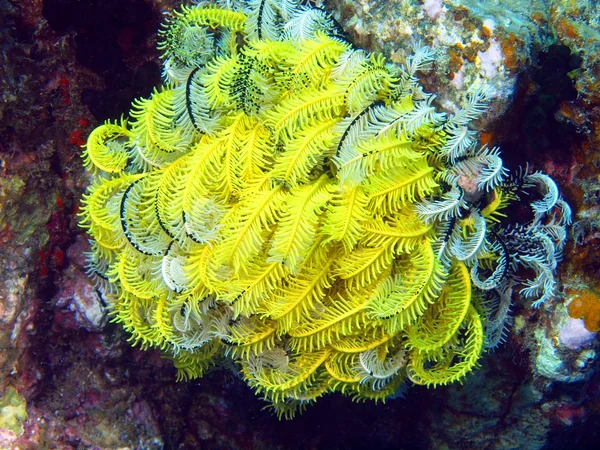 Giglio di mare — Foto Stock