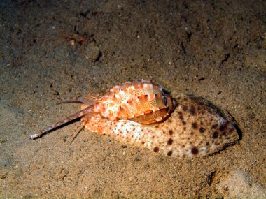gastropoda yumuşakça
