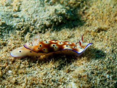 Güney Çin Denizi deniz salyangozları