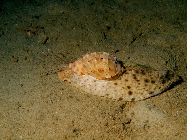 Molusco Gastropoda — Fotografia de Stock