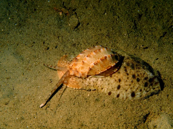 Gastropoda молюсків — стокове фото