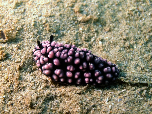 海蛞蝓的南中国海 — 图库照片