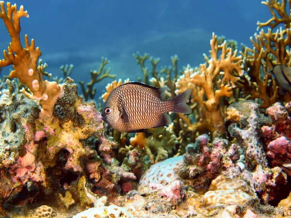 ปลาปะการัง, เวียดนาม — ภาพถ่ายสต็อก