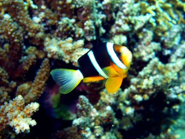 Clown-pesce, Vietnam — Foto Stock