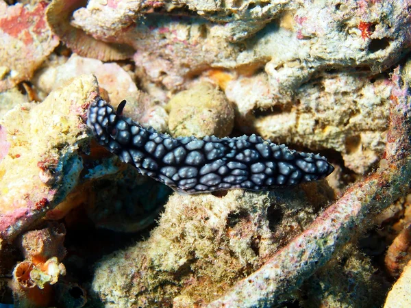 Sea slugs of the South-Chinese sea — Stock Photo, Image