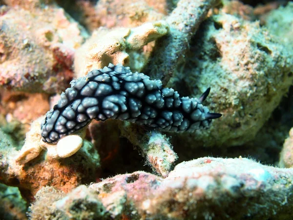 Sea slugs of the South-Chinese sea — Stock Photo, Image