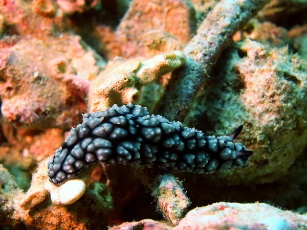 Lumache di mare del Mar Cinese Meridionale — Foto Stock