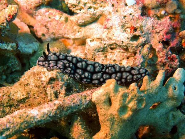 Las babosas del mar del sur de China — Foto de Stock