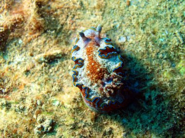 Güney Çin Denizi deniz salyangozları