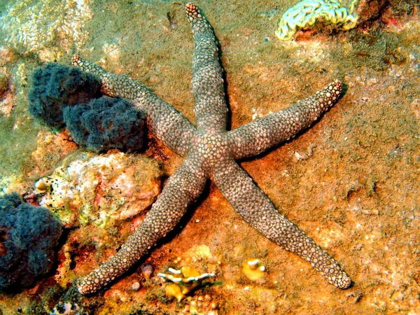 Estrella de mar — Foto de Stock