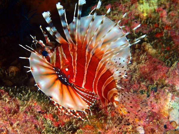 Scorpionfish, Wietnam — Zdjęcie stockowe