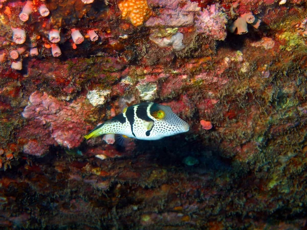 Boxfish, Vietnam — Stok fotoğraf