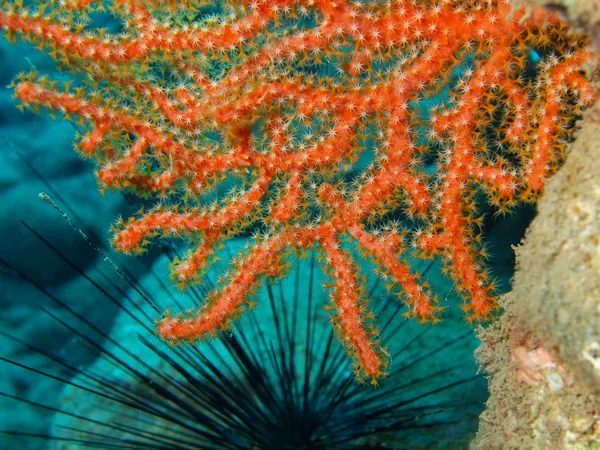 Горгонський кораловий — стокове фото