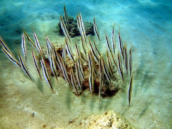 Peixes de coral — Fotografia de Stock