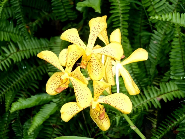 Flores de planta tropical —  Fotos de Stock