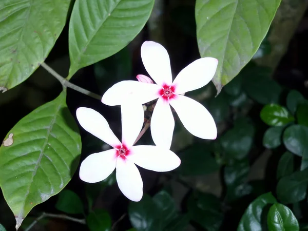 Tropikal bitki çiçek — Stok fotoğraf