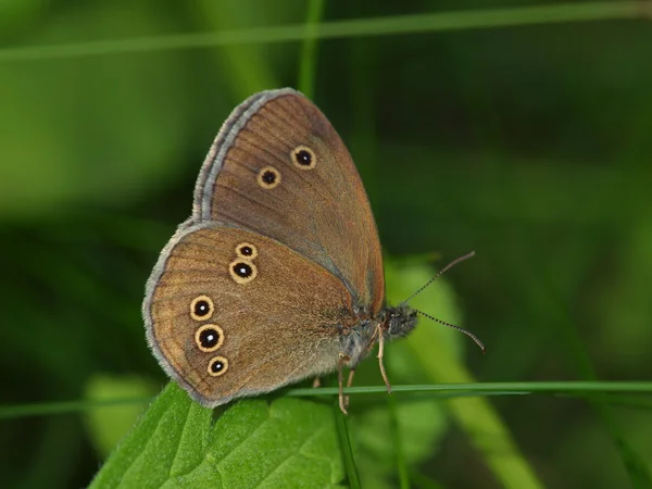 Field butterfly — Stock Photo, Image