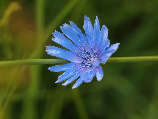 Flor de milho — Fotografia de Stock