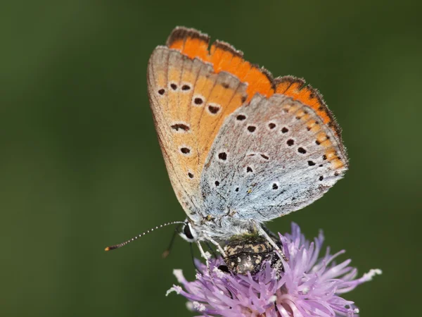 Field butterfly — Stock Photo, Image