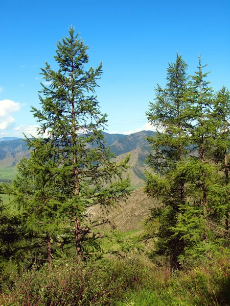 Larici solitari — Foto Stock