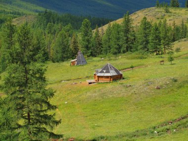 altay orman bozkırlarında