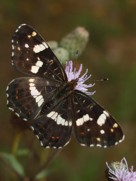 Borboleta de campo — Fotografia de Stock