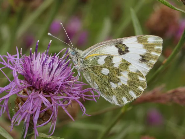 Field butterfly — Stock Photo, Image